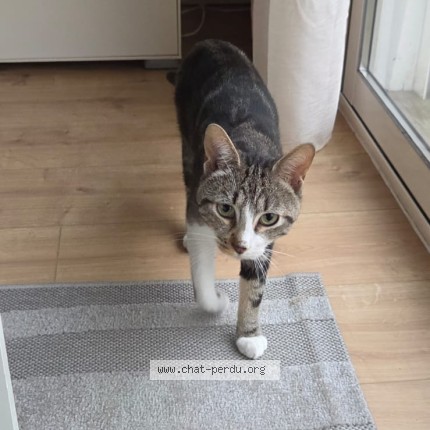 Photo 2/2 Chat retrouvé Perdu à Quimper