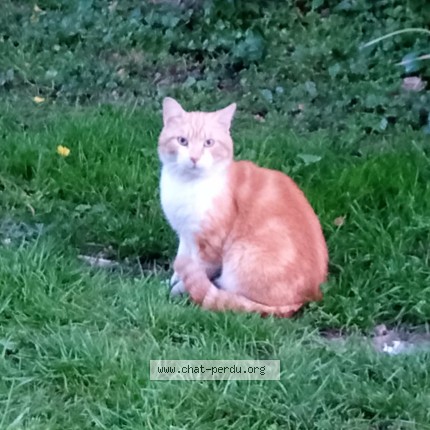 Photo 1/1 Chat trouvé Trouvé à Dinan