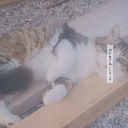 Photo 1/1 Leduc Chat perdu à Perpignan