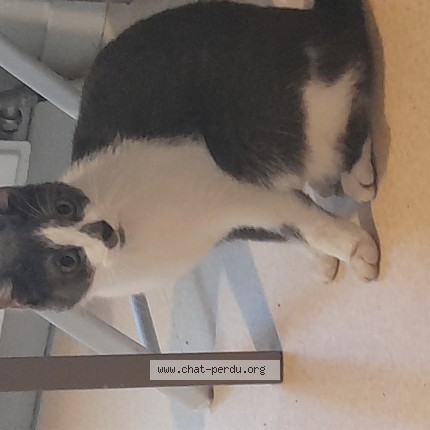 Photo 1/1 Chat trouvé Trouvé à Agen