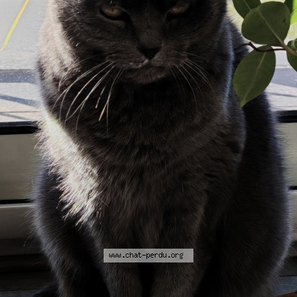 Photo 1/1 Choupette Chat perdu à Nantouillet