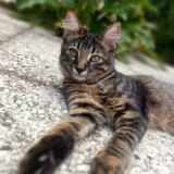 Photo de chat retrouvé à Suresnes