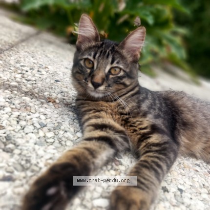 Photo 1/1 Chat retrouvé Perdu à Suresnes