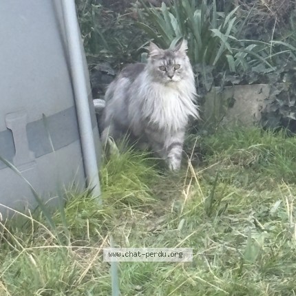 Photo 2/2 uriel Chat perdu à Saumur