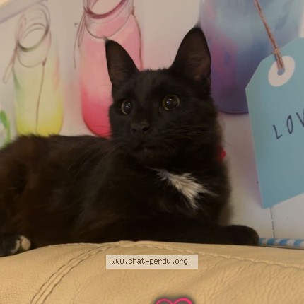 Photo de chat perdu à Camaret Sur Aigues