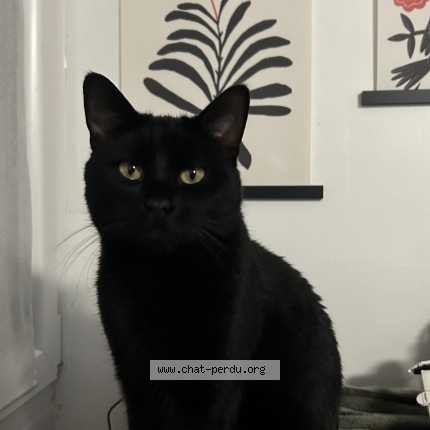 Photo de chat perdu à Betheny