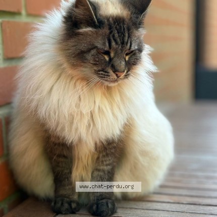 Photo de chat perdu à Malonne