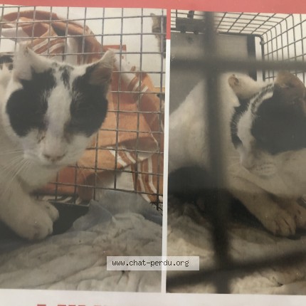 Photo de chat perdu à Marseille