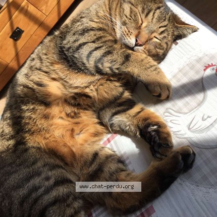 Photo de chat perdu à Arles