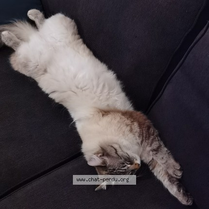 Photo de chat perdu à Rosny Sur Seine