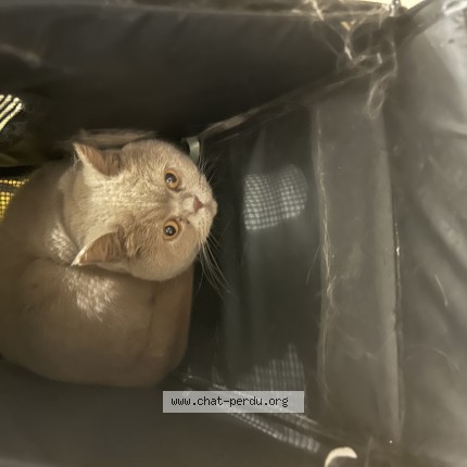 Photo de chat perdu à Montfermeil