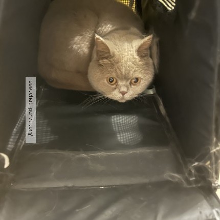 Photo 1/1 yumi Chat perdu à Montfermeil