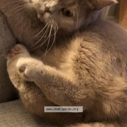 Photo de chat perdu à Montfermeil