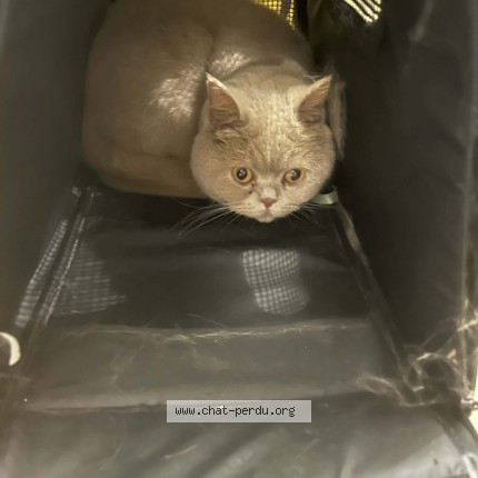 Photo de chat perdu à Montfermeil