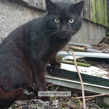 Photo de chat perdu à Hersta