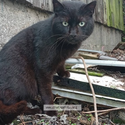 Photo 2/4 kiko Chat perdu à Hersta