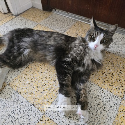 Photo 3/3 Bambou Chat perdu à Digne Les Bains