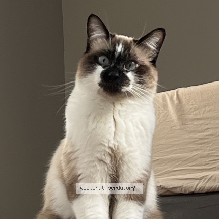 Photo 1/1 Toulouse Chat perdu à Bordeaux