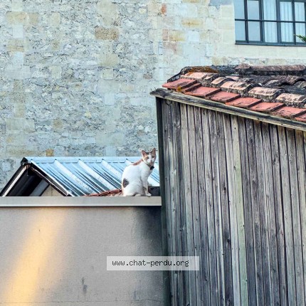 Photo 1/1 Chat trouvé Trouvé à Bordeaux