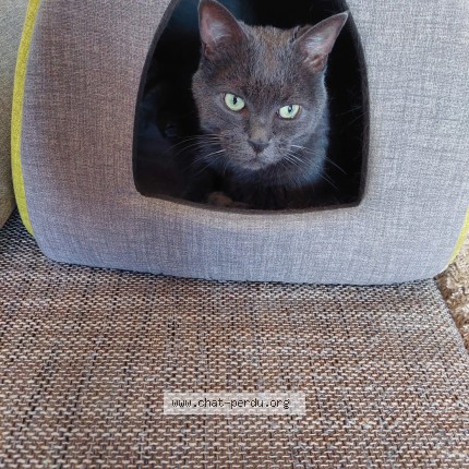 Photo de chat perdu à Boissy Saint Leger