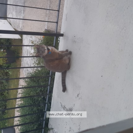 Photo de chat trouvé à Le Poinconnet