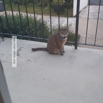 Photo 1/1 Chat trouvé Trouvé à Le poinconnet