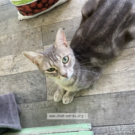 Photo de chat perdu à Saint Vincent Sur Graon