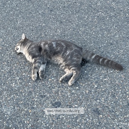 Photo de chat trouvé à Baulon