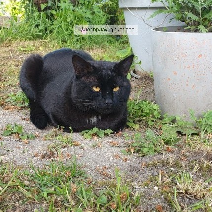 Photo 1/1 Chat trouvé Trouvé à Mer