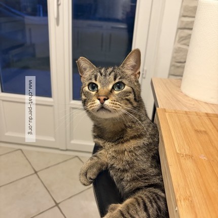 Photo 1/1 zouma Chat perdu à Pougues les eaux