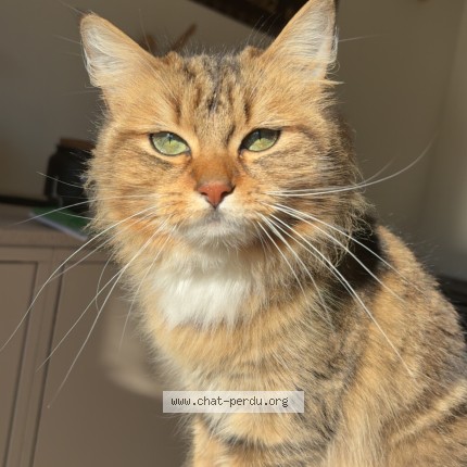 Photo de chat perdu à Tournai