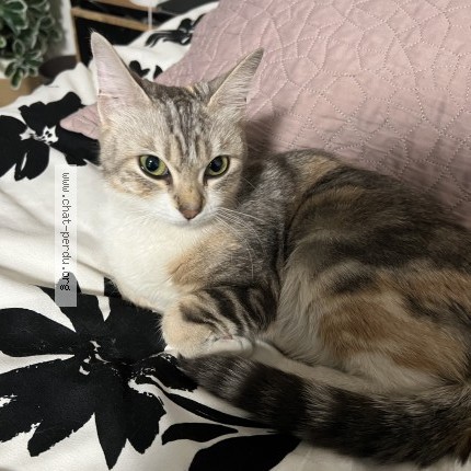 Photo 1/1 Chat retrouvé Trouvé à Marseille