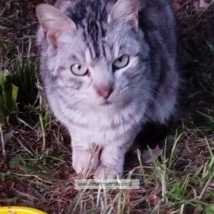 Photo 1/1 Chat trouvé Trouvé à Cande