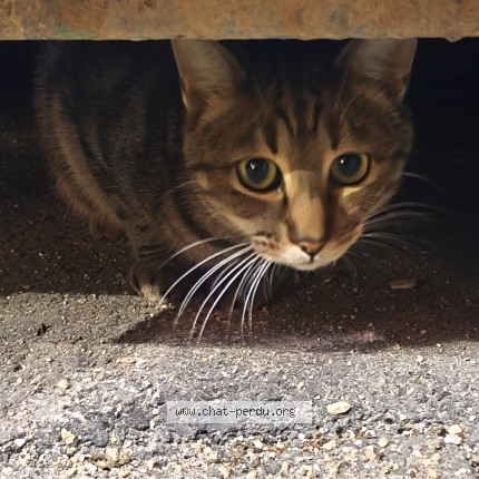 Photo 1/1 Chat trouvé Trouvé à Marseille