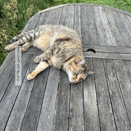 Photo 1/1 Sweetie Chat perdu à Rillieux la pape