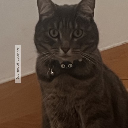 Photo 1/1 zya Chat perdu à Yffiniac