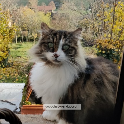 Photo de chat perdu à Royer