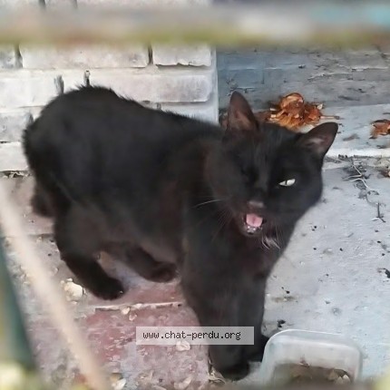 Photo de chat trouvé à Dosches