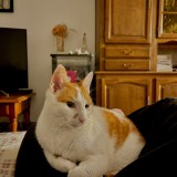 Photo de chat retrouvé à Saint Leger Sous Cholet