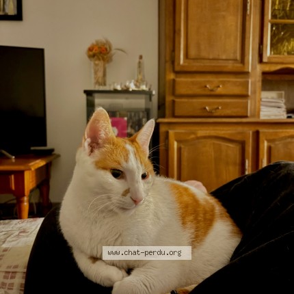 Photo 1/1 Cooky Chat perdu à Saint leger sous cholet