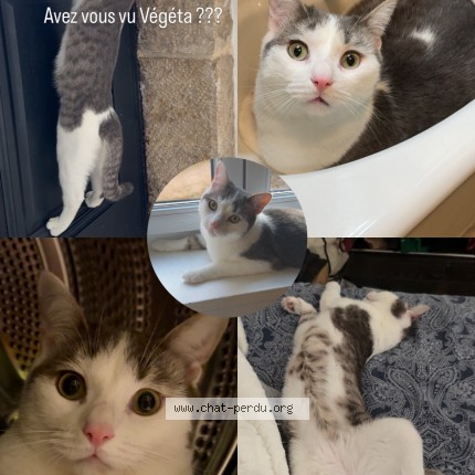 Photo 1/5 végéta Chat perdu à Dijon