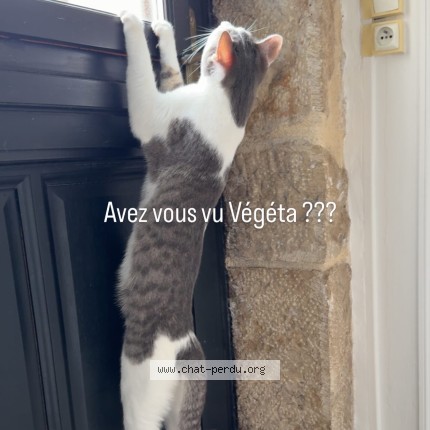 Photo 2/5 v&eacute;g&eacute;ta Chat perdu à Dijon