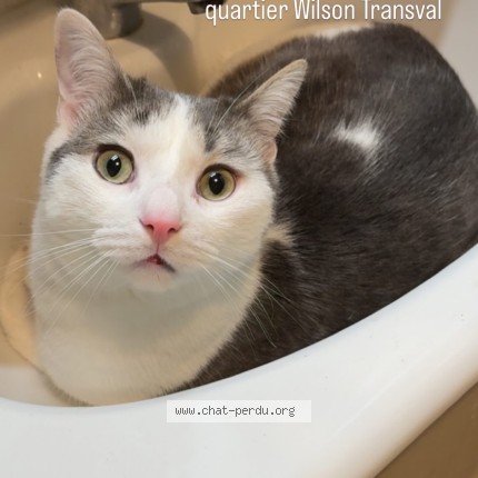 Photo 3/5 v&eacute;g&eacute;ta Chat perdu à Dijon