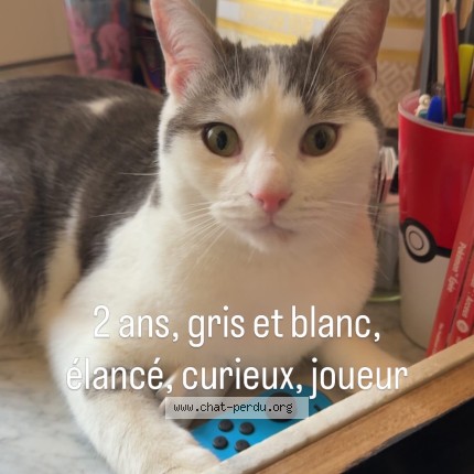 Photo 4/5 végéta Chat perdu à Dijon