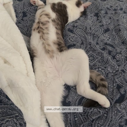 Photo 5/5 v&eacute;g&eacute;ta Chat perdu à Dijon