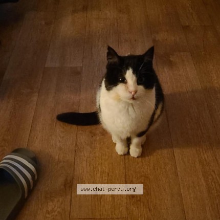 Photo 1/1 petite Chat perdu à Ath