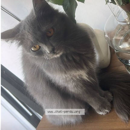 Photo 1/1 pearl. Chat perdu à Montelimar