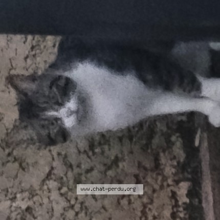 Photo de chat trouvé à Villalier