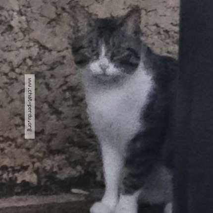 Photo 1/1 Chat trouvé Trouvé à Villalier