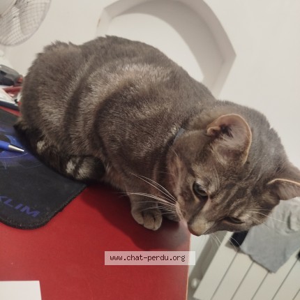 Photo de chat perdu à Vicheres